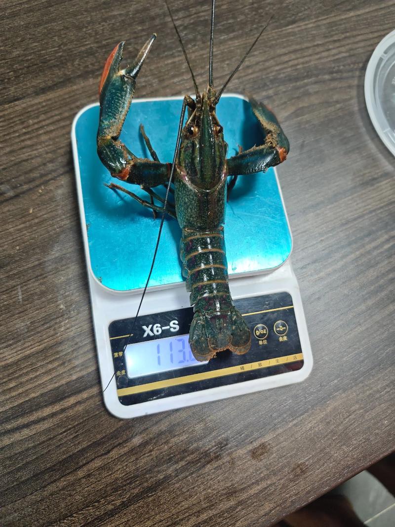 澳洲淡水虾 养殖技术-图1