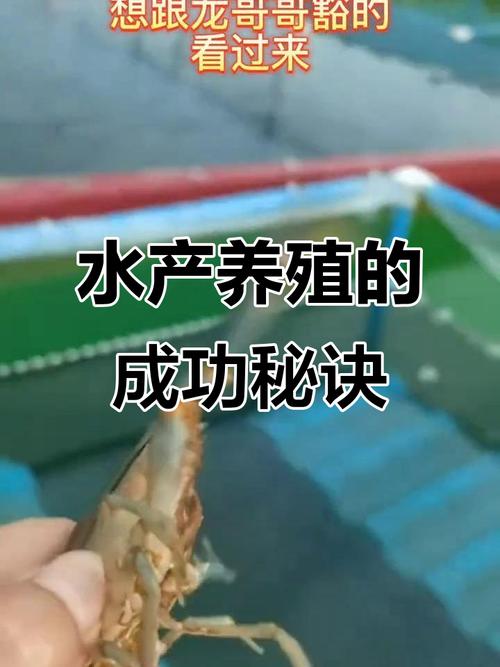 澳洲淡水虾 养殖技术-图2