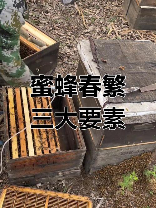2025蜜蜂春繁技术有何新突破?-图1 2025蜜蜂春繁技术有何新突破?-图1