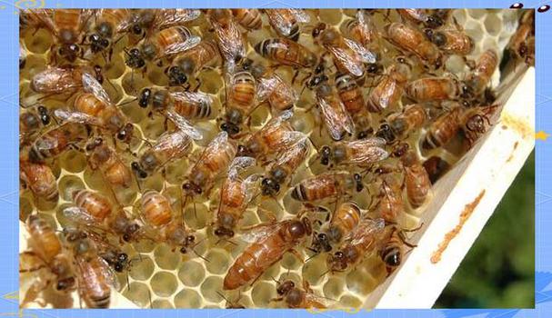 2025蜜蜂春繁技术有何新突破?-图2 2025蜜蜂春繁技术有何新突破?-图2