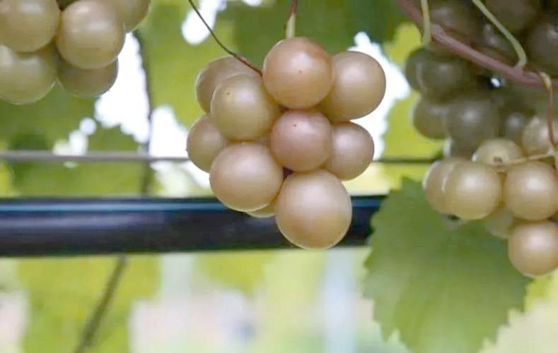 叶子超大的葡萄是什么品种？-图1