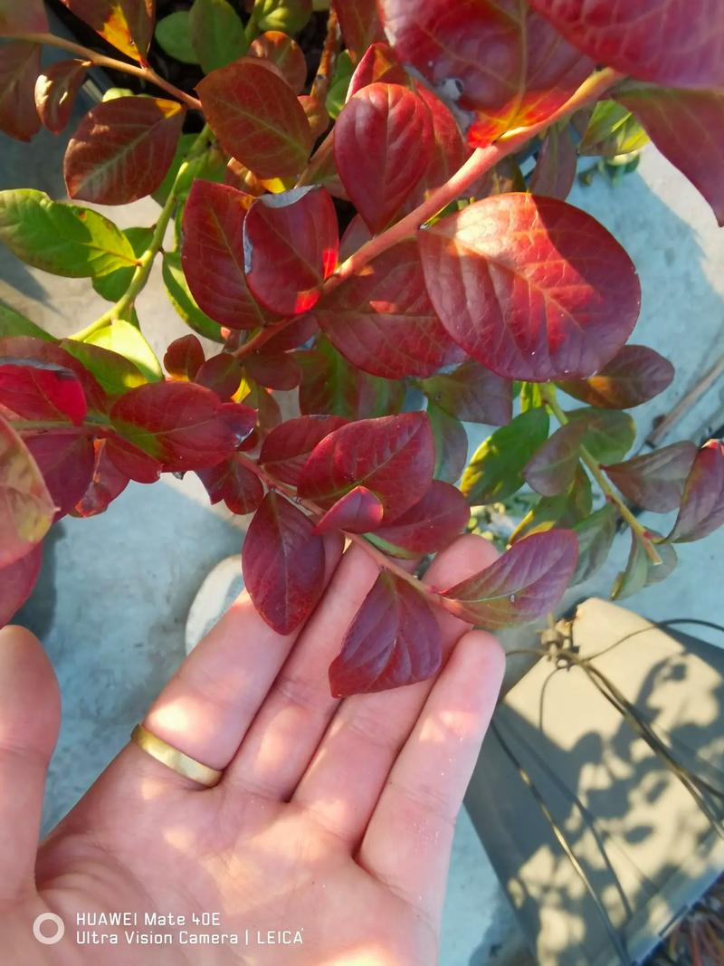 蓝莓红色叶子是什么品种？-图1