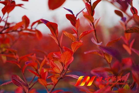 蓝莓红色叶子是什么品种？-图2