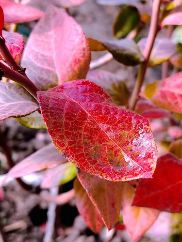 蓝莓红色叶子是什么品种？-图3