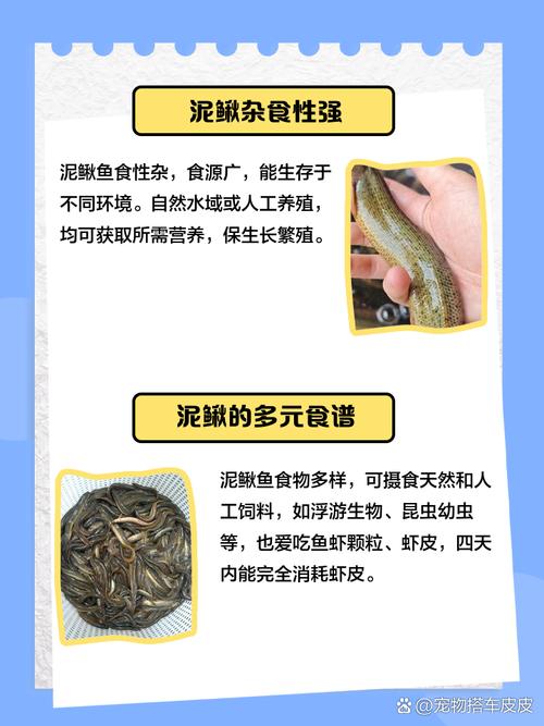 泥鳅有哪些独特品种？-图2