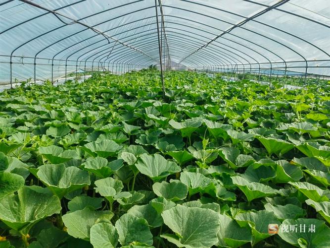 板栗南瓜种植技术有哪些要点？-图2