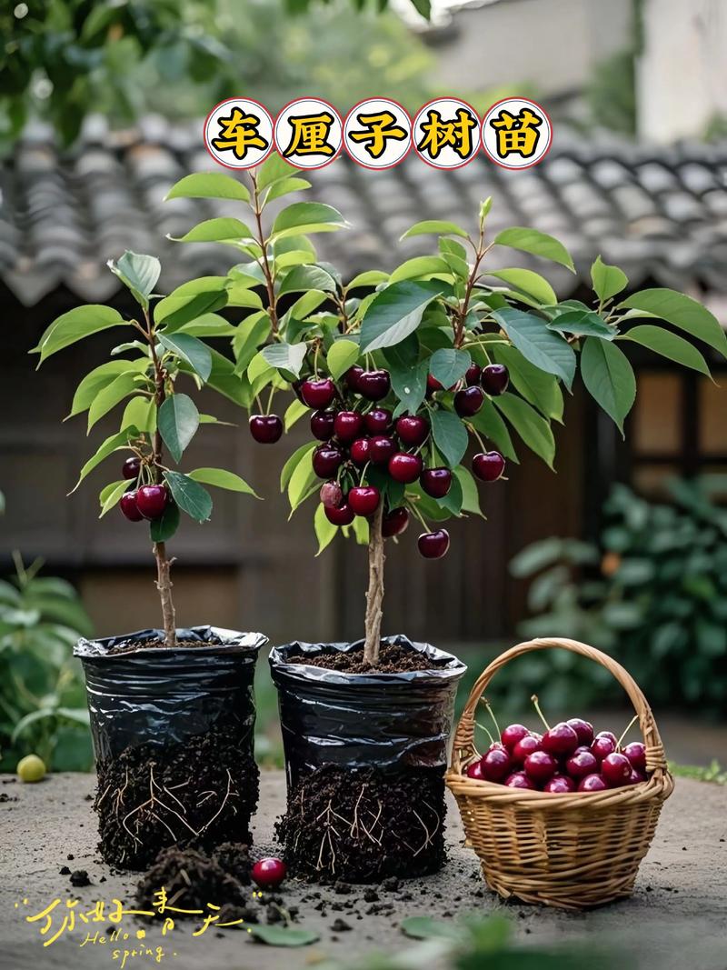 樱桃品种哪个最好种?-图1 樱桃品种哪个最好种?-图1