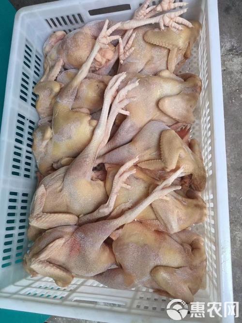 淘汰蛋鸡价格近期走势如何？-图2