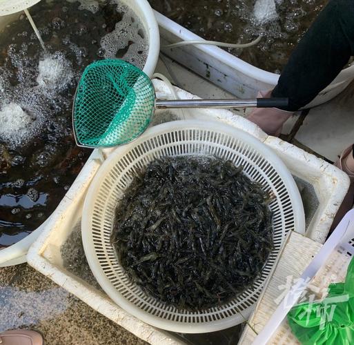 杭州野生河虾河鱼价格为何这么高？-图1
