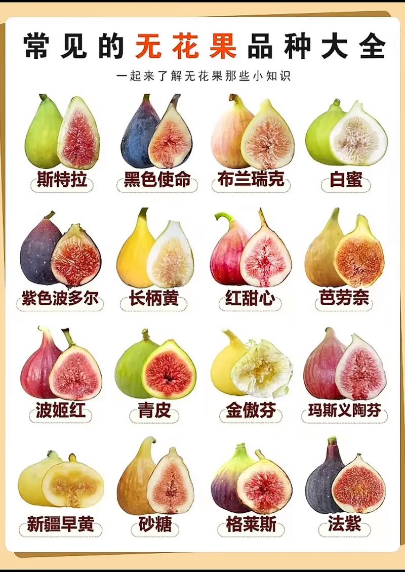 无花果品种那么多，到底哪些最适合在家种？-图1