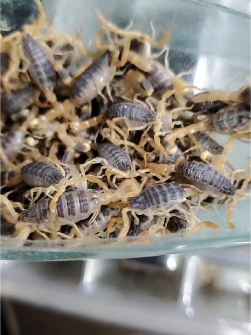 贵州适合蝎子养殖技术-图1