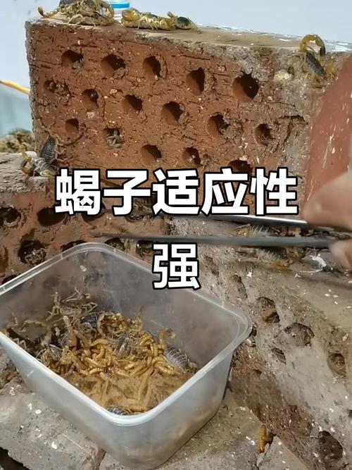 贵州适合蝎子养殖技术-图2