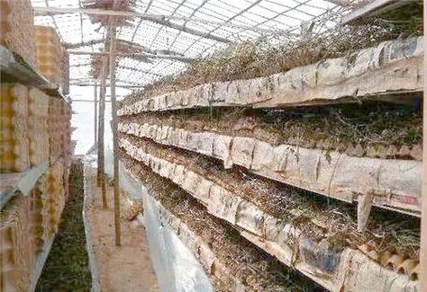 贵州适合蝎子养殖技术-图3