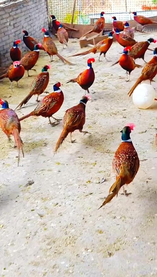 山鸡养殖主流品种是哪些？-图2