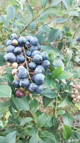 北方蓝莓品种哪家最甜？-图3