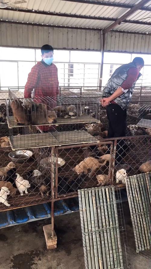 肉狗养殖技术 pdf-图1