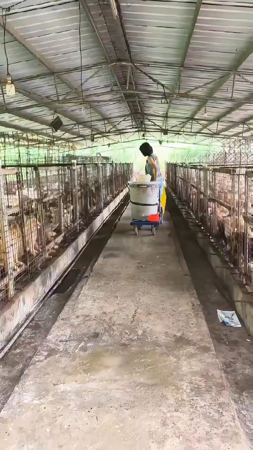 肉狗养殖技术 pdf-图2