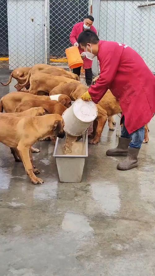 肉狗养殖技术 pdf-图3