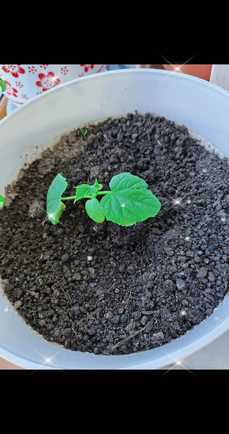 黄瓜幼苗怎么种才高产？-图2