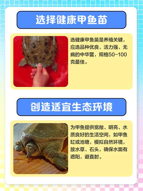 室内甲鱼养殖技术有哪些关键要点？-图1