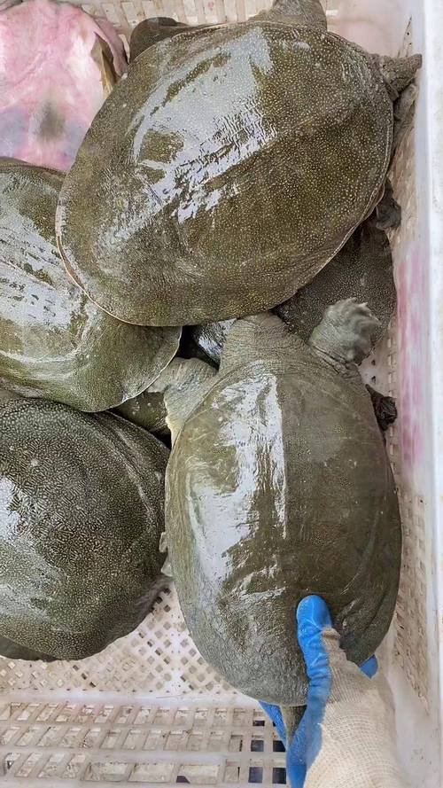 室内甲鱼养殖技术有哪些关键要点？-图3