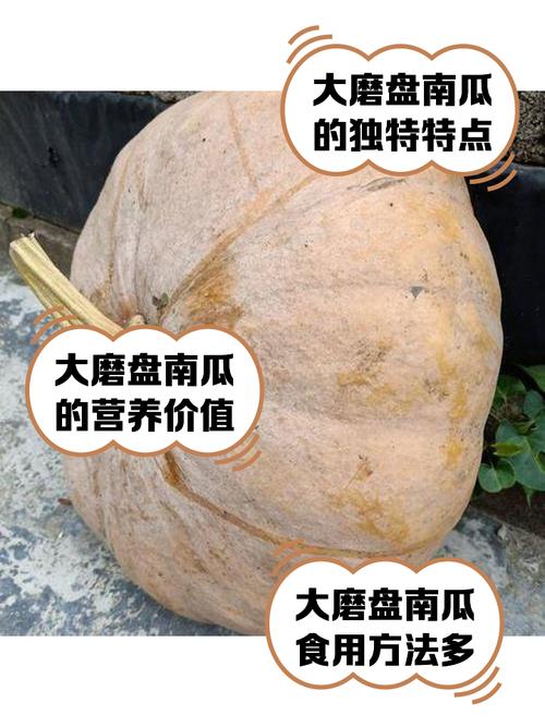 种植什么南瓜品种赚钱-图1 种植什么南瓜品种赚钱-图1