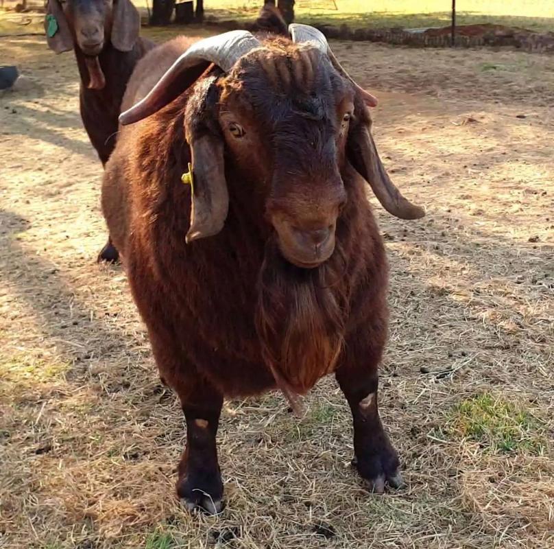 最新波尔山羊种羊价格多少钱？-图2