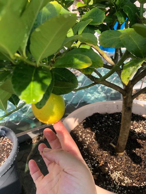 柠檬养殖技术视频全集有哪些要点？-图1