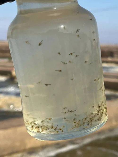 人工繁育大眼幼体技术，如何突破瓶颈实现高产？-图1