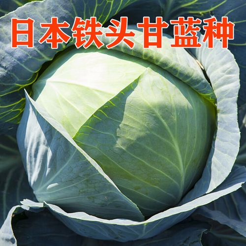 铁头665是甘蓝的优质品种吗？-图1