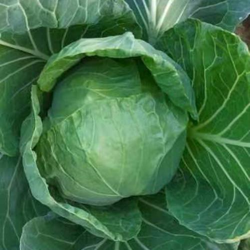 铁头665是甘蓝的优质品种吗？-图2