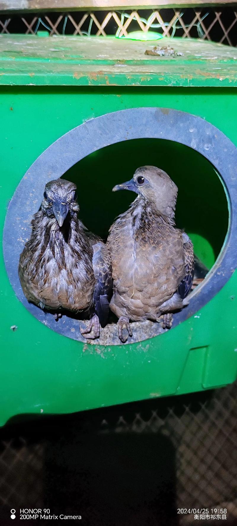 斑鸠人工养殖技术要点有哪些？-图2