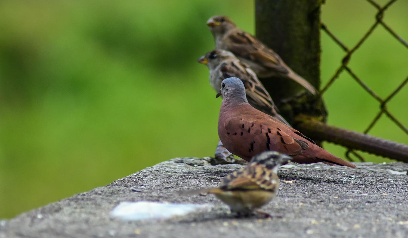 斑鸠人工养殖技术要点有哪些？-图3
