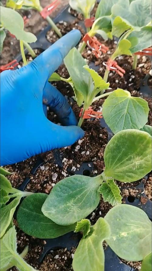 西瓜断根嫁接技术关键是什么？-图2