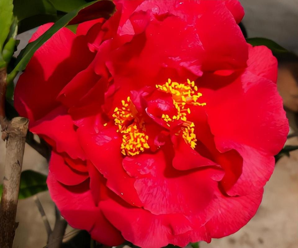 名贵茶花品种有哪些?-图1 名贵茶花品种有哪些?-图1