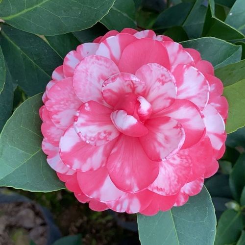 名贵茶花品种有哪些?-图3 名贵茶花品种有哪些?-图3