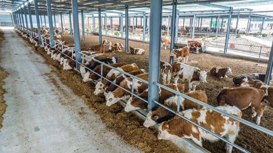 最新养牛技术视频有哪些实用干货？-图1