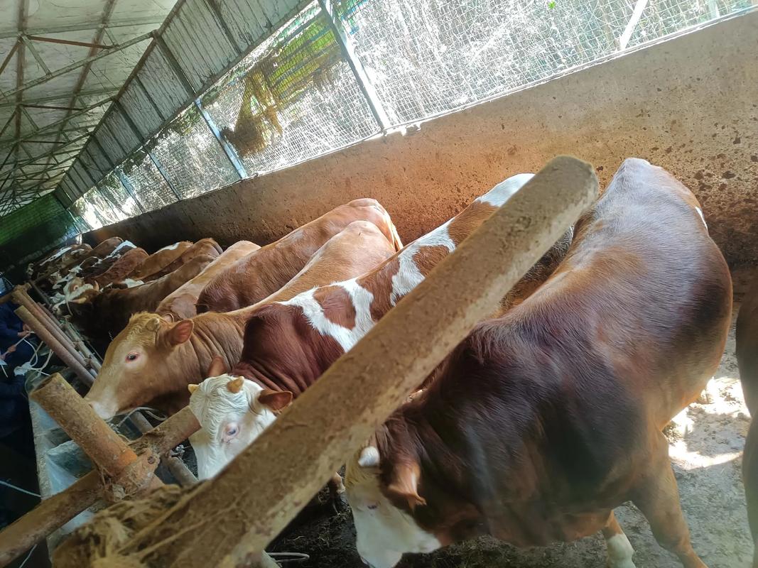 最新养牛技术视频有哪些实用干货？-图2