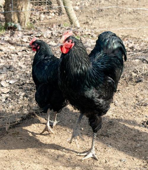 黑色母鸡有哪些品种?-图2 黑色母鸡有哪些品种?-图2