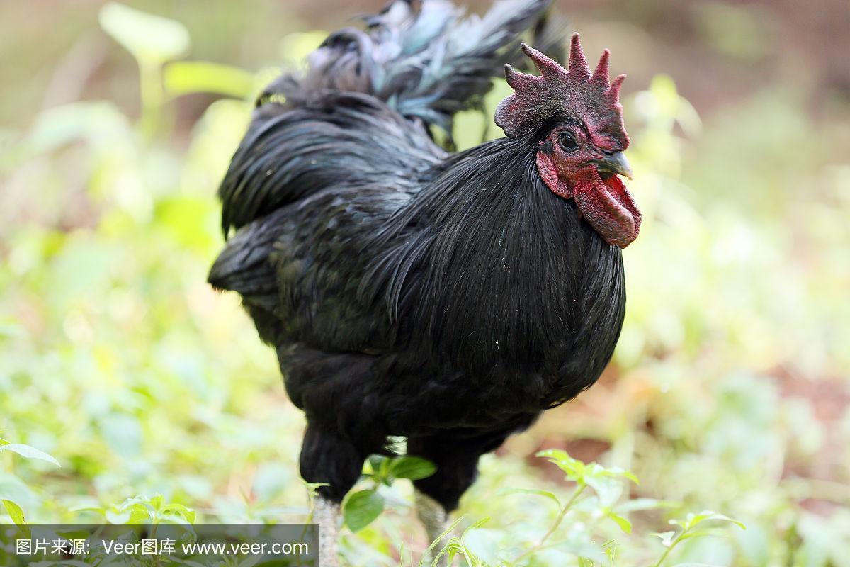黑色母鸡有哪些品种?-图1 黑色母鸡有哪些品种?-图1