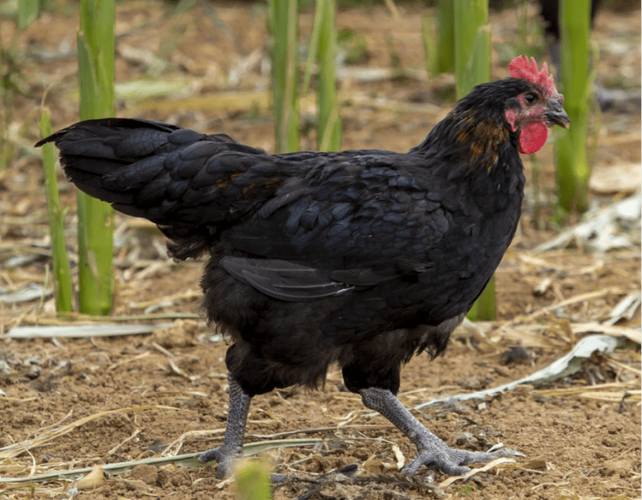 黑色母鸡有哪些品种?-图3 黑色母鸡有哪些品种?-图3
