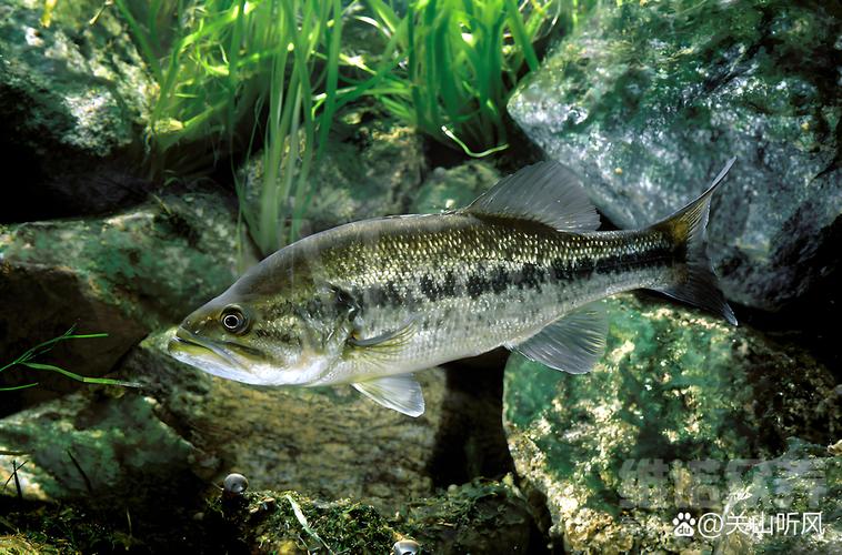 山东鲈鱼养殖技术有哪些关键要点？-图1