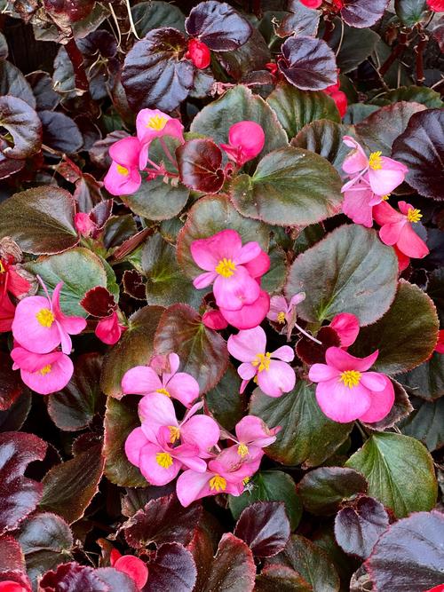 海棠品种有哪些？附图片看花型差异-图1