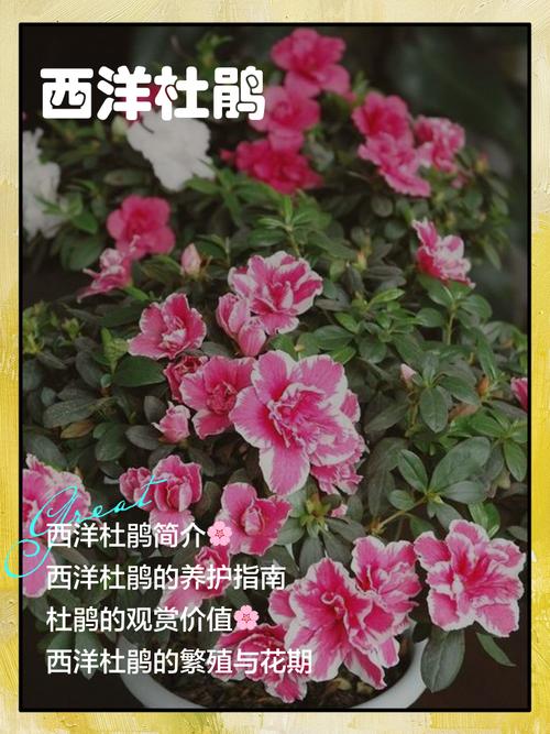 杜鹃品种有哪些？-图2