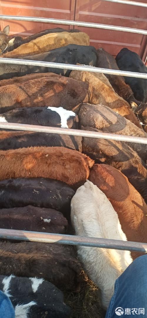 湖南本地肉牛品种有哪些？-图1