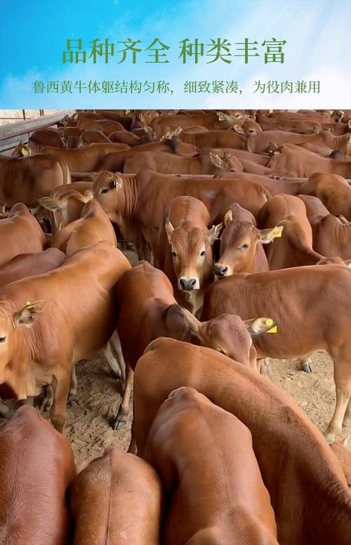 湖南本地肉牛品种有哪些？-图2