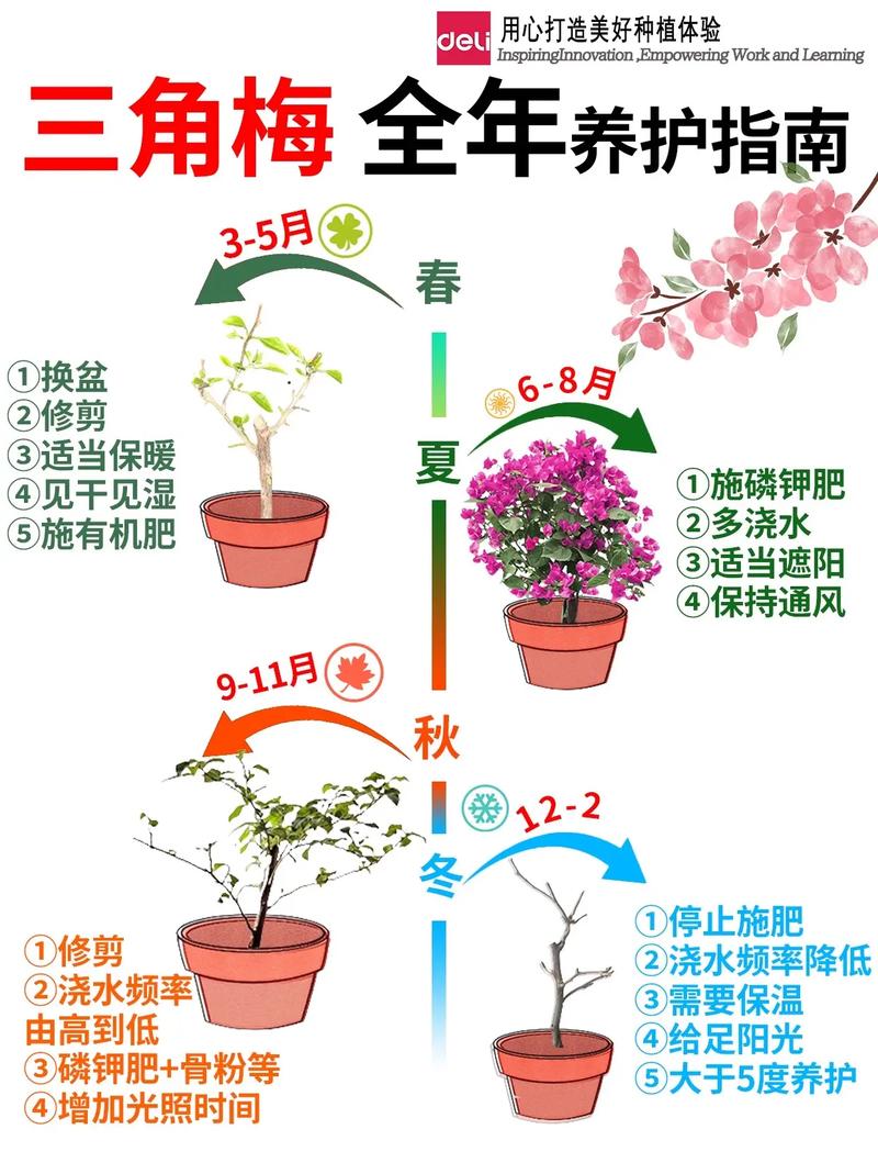 梅花品种多样，如何正确养殖？-图1