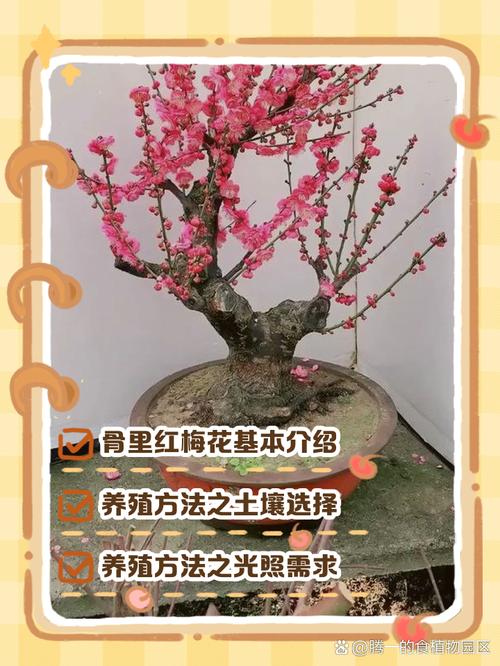 梅花品种多样，如何正确养殖？-图2