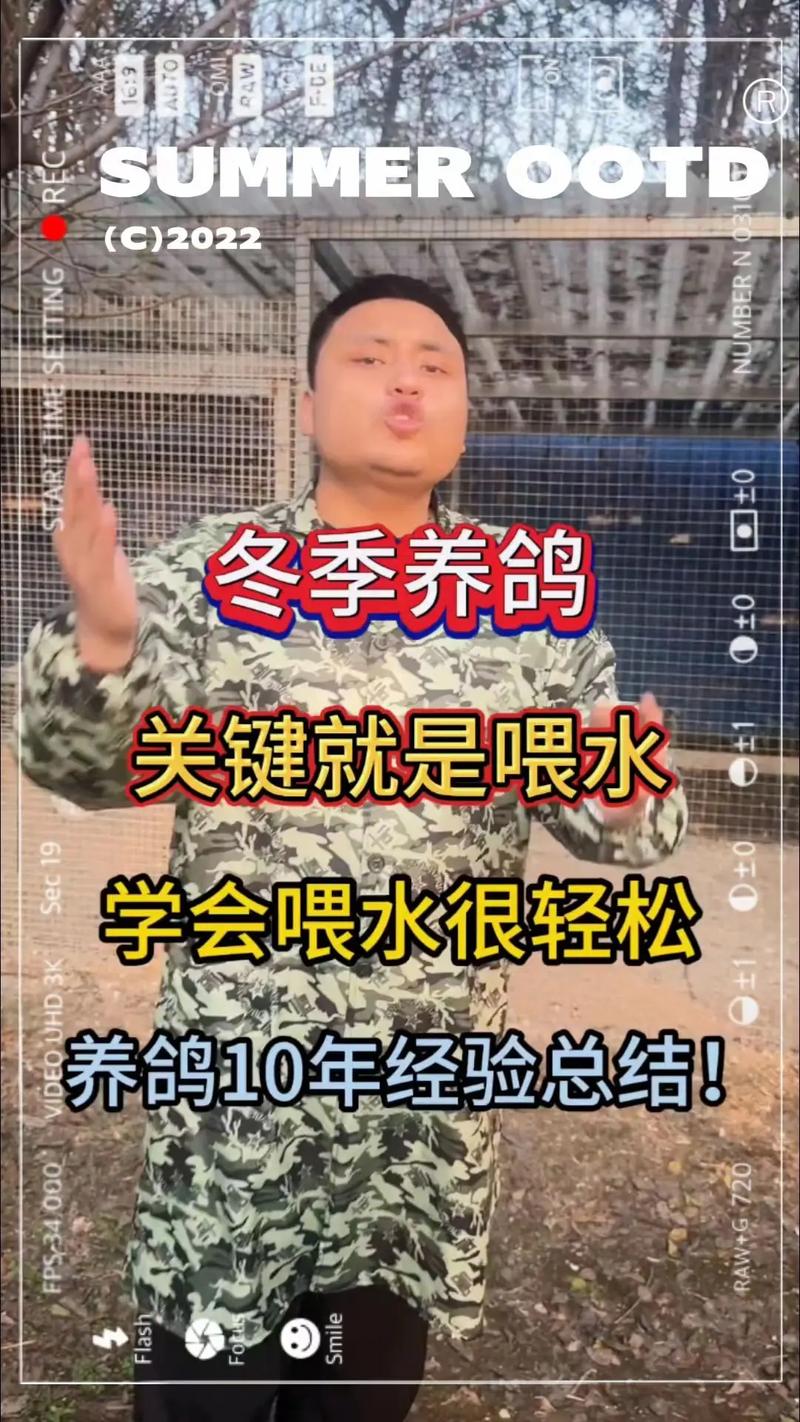 鸽子养殖技术冬天鸽子-图1