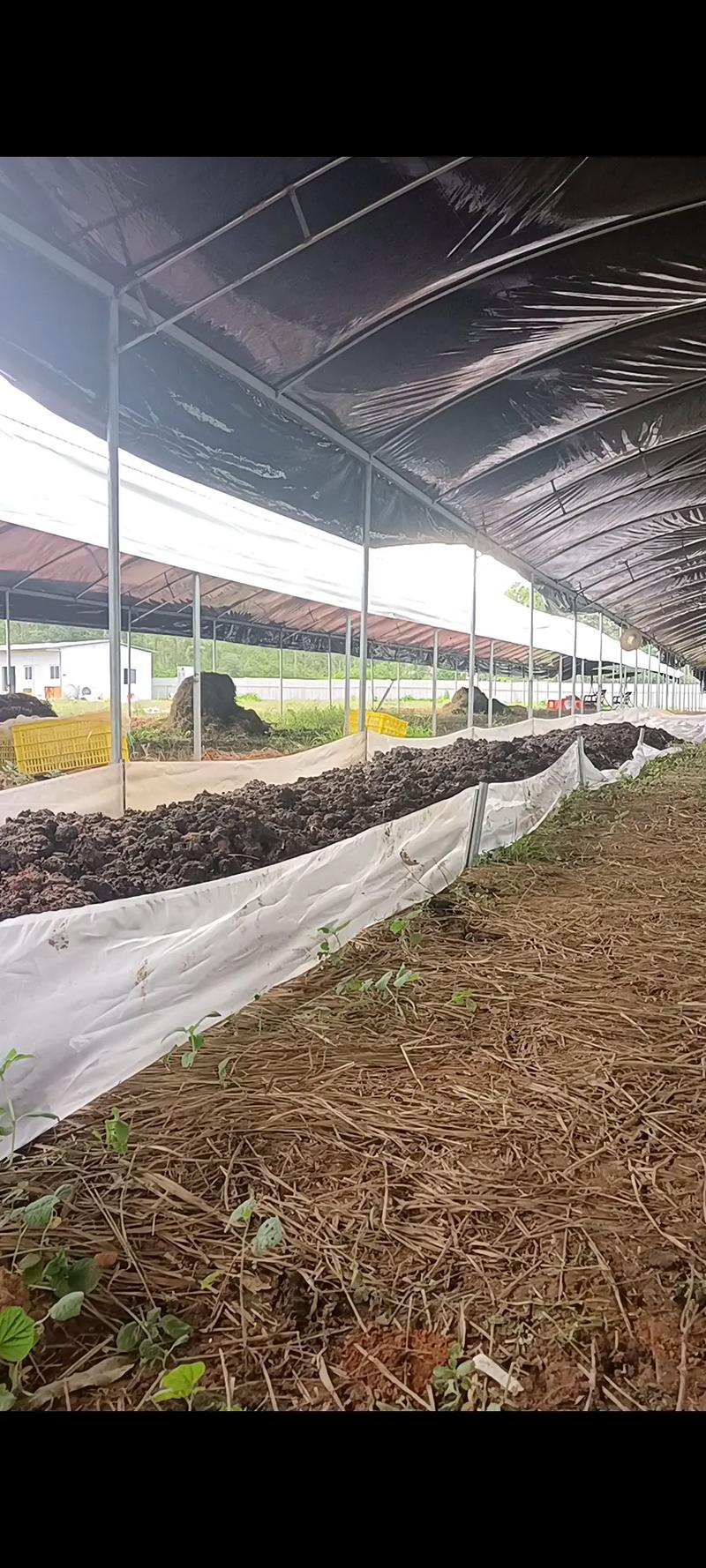 蚯蚓养殖技术有哪些关键要点？-图3